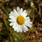 Má mě ráda?Nemá mě...?